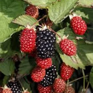 Thornless Blackberry Live Plants - 3 Rubus Starter Plants, High Yield Fruit Bush, Zones 5-9 - Image 3