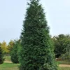Thuja Green Giant Arborvitae Live Plant – 2.5 inch Pot – Outdoor Evergreen Tree - Image 1
