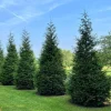 Thuja Green Giant Arborvitae Live Plant - 3 Feet Tall - Gallon Pot - Image 1