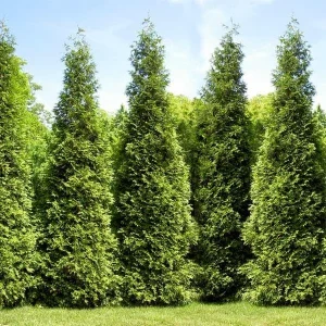 Thuja Green Giant Arborvitae Live Plant - 3 Feet Tall - Gallon Pot - Image 2