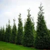 Thuja Green Giant Arborvitae Live Plant - Quart Pot, Fast Growing, Outdoor - Image 1