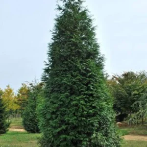 Thuja Green Giant Arborvitae Live Plant - Quart Pot, Fast Growing, Outdoor - Image 2