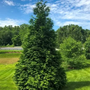 Thuja Green Giant Arborvitae Live Tree - 18-24" Tall, 1 Gallon Pot, Outdoor Privacy Hedge - Image 1