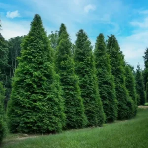 Thuja Green Giant Arborvitae Live Tree - 18-24