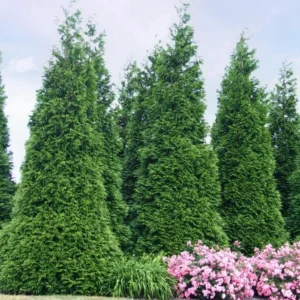 Thuja Green Giant Arborvitae Live Tree - 18-24