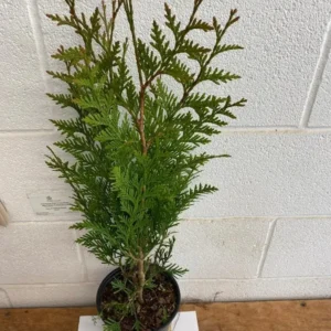Thuja Green Giant Arborvitae Live Tree - 18-24