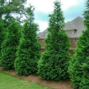Thuja Green Giant Arborvitae Live Tree - 6-12