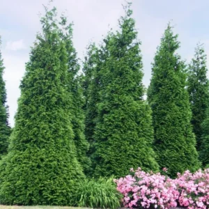 Thuja Green Giant Arborvitae Live Tree - 6-12