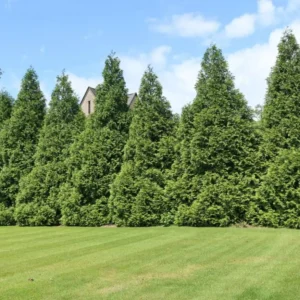 Thuja Green Giant Arborvitae Live Tree - 6-12