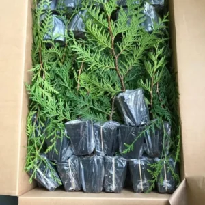 Thuja Green Giant Arborvitae Live Tree - 6-12