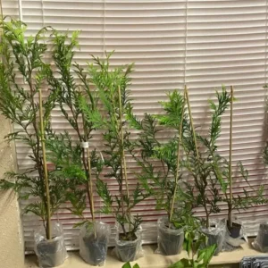 Thuja Green Giant Arborvitae Live Tree - 6-12