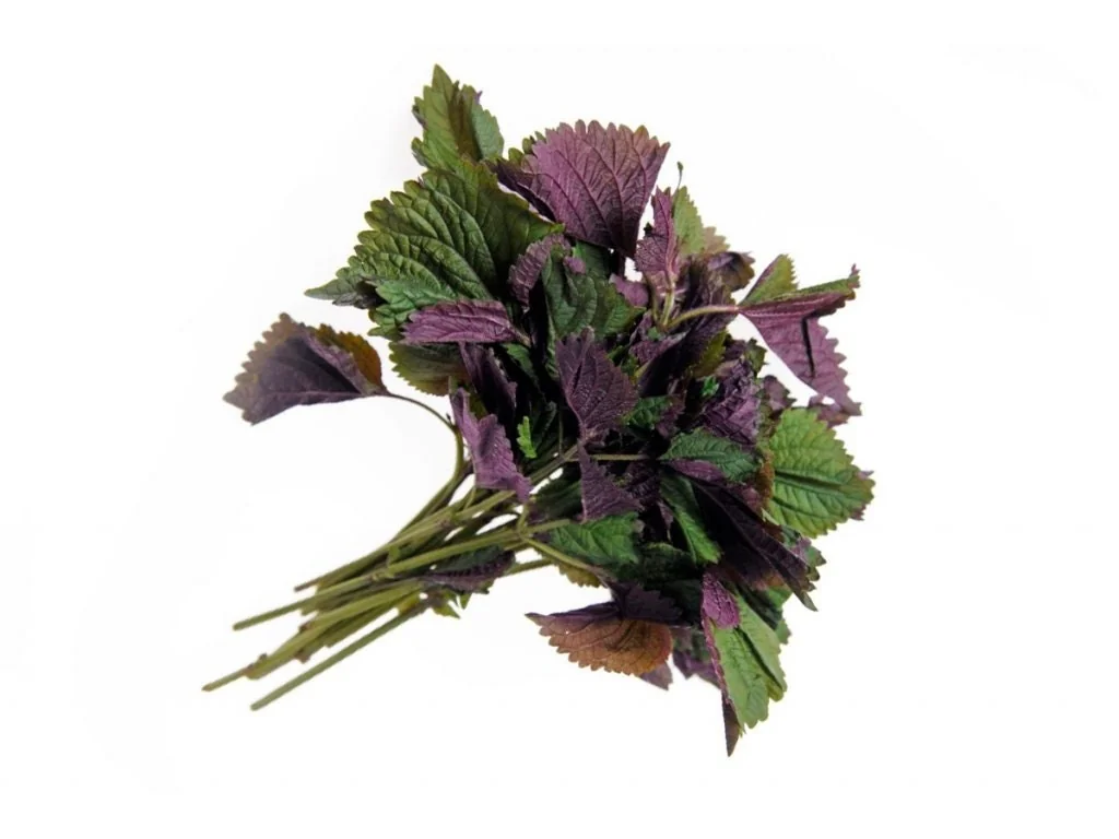 Tia To Shiso Seeds - Heirloom Perilla frutescens Culinary Herb Seeds - Non GMO - Image 1