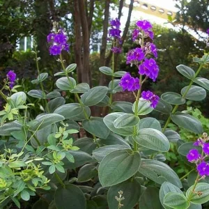 Tibouchina Heteromalla Silverleafed Princess Flower Live Plant 3 Gallon Pot - Image 1