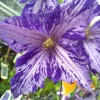 Tie Dye Clematis Live Plant - 6" Dark Purple/Silver Flowers, 2.5" Pot - Image 1