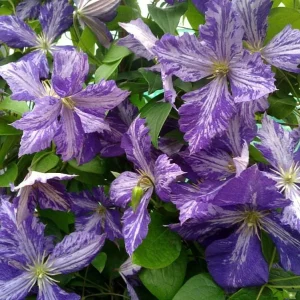 Tie Dye Clematis Live Plant - 6