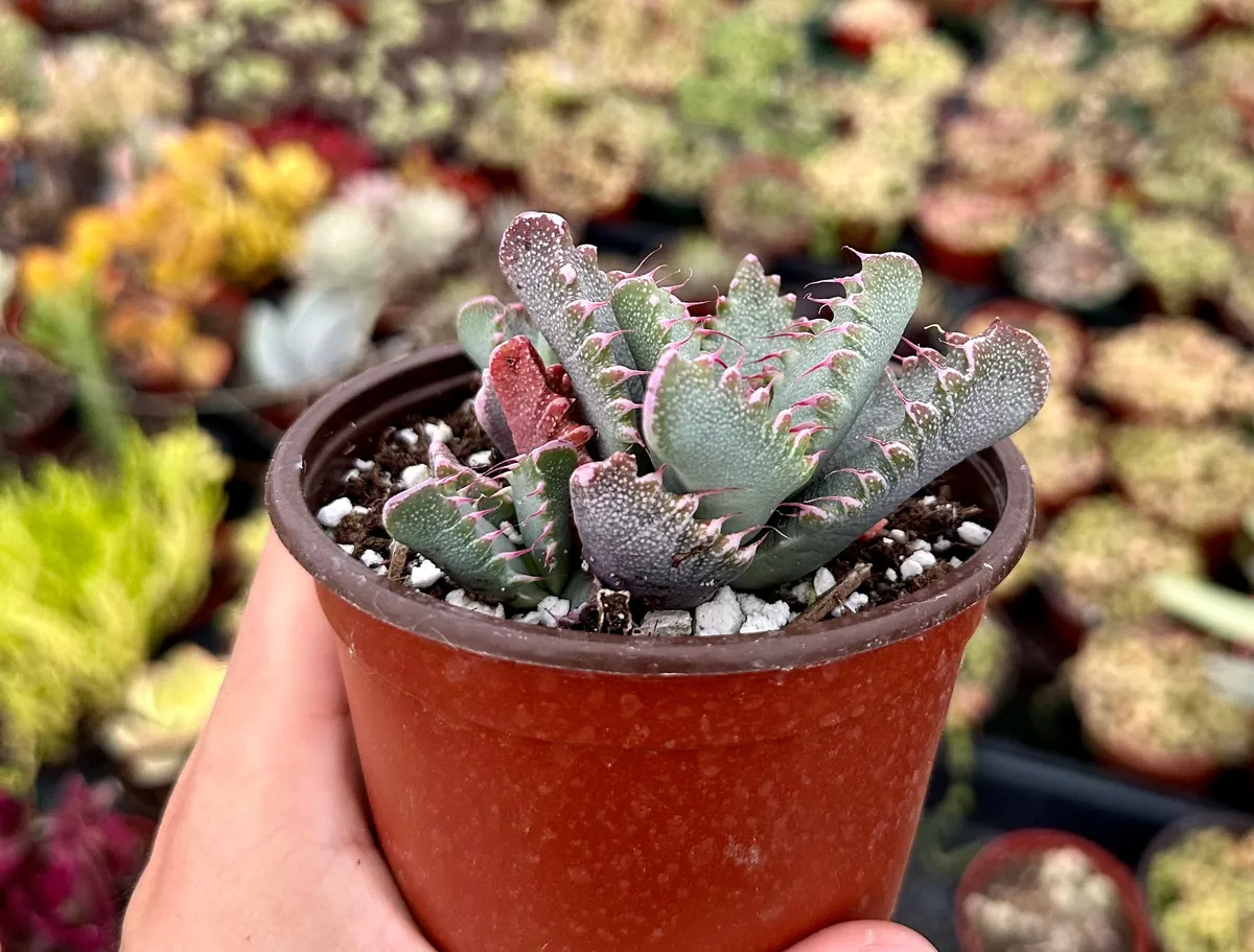 Tiger Jaw Succulent Live Plant - Faucaria Tigrina - 2 inch or 4 inch Pot - Image 2
