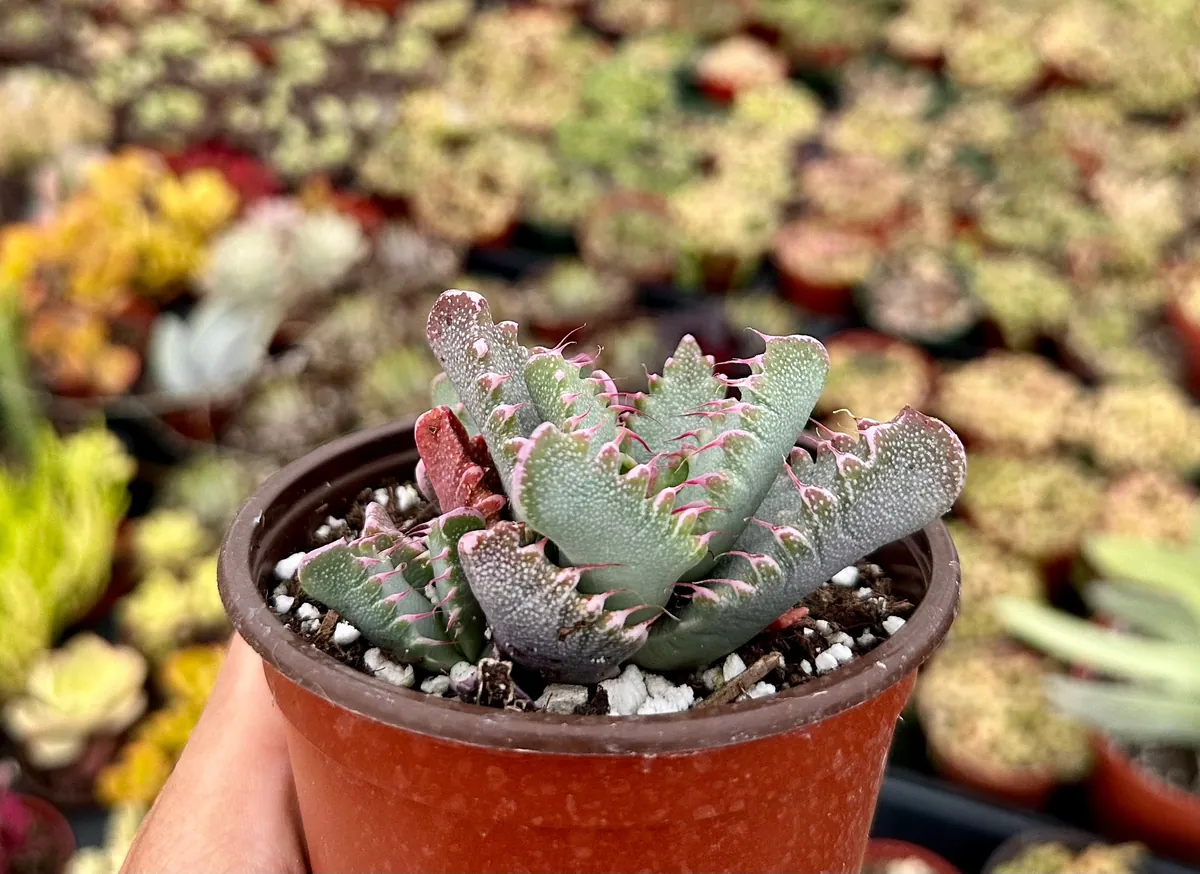 Tiger Jaw Succulent Live Plant - Faucaria Tigrina - 2 inch or 4 inch Pot - Image 3