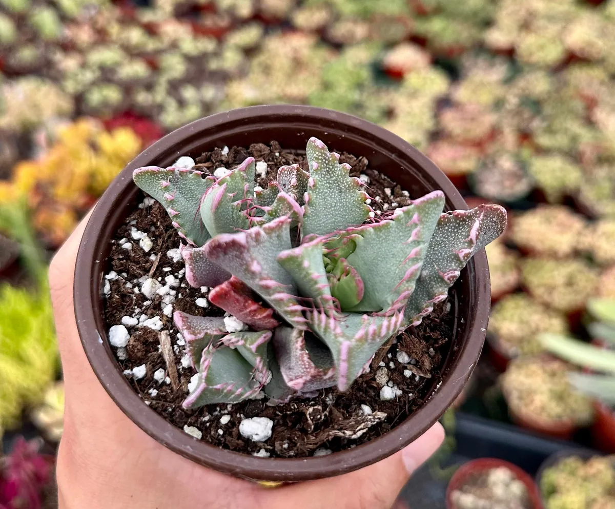 Tiger Jaw Succulent Live Plant - Faucaria Tigrina - 2 inch or 4 inch Pot - Image 4