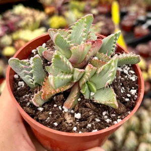 Tiger Jaw Succulent Live Plant - Faucaria Tigrina - 2 inch or 4 inch Pot - Image 5
