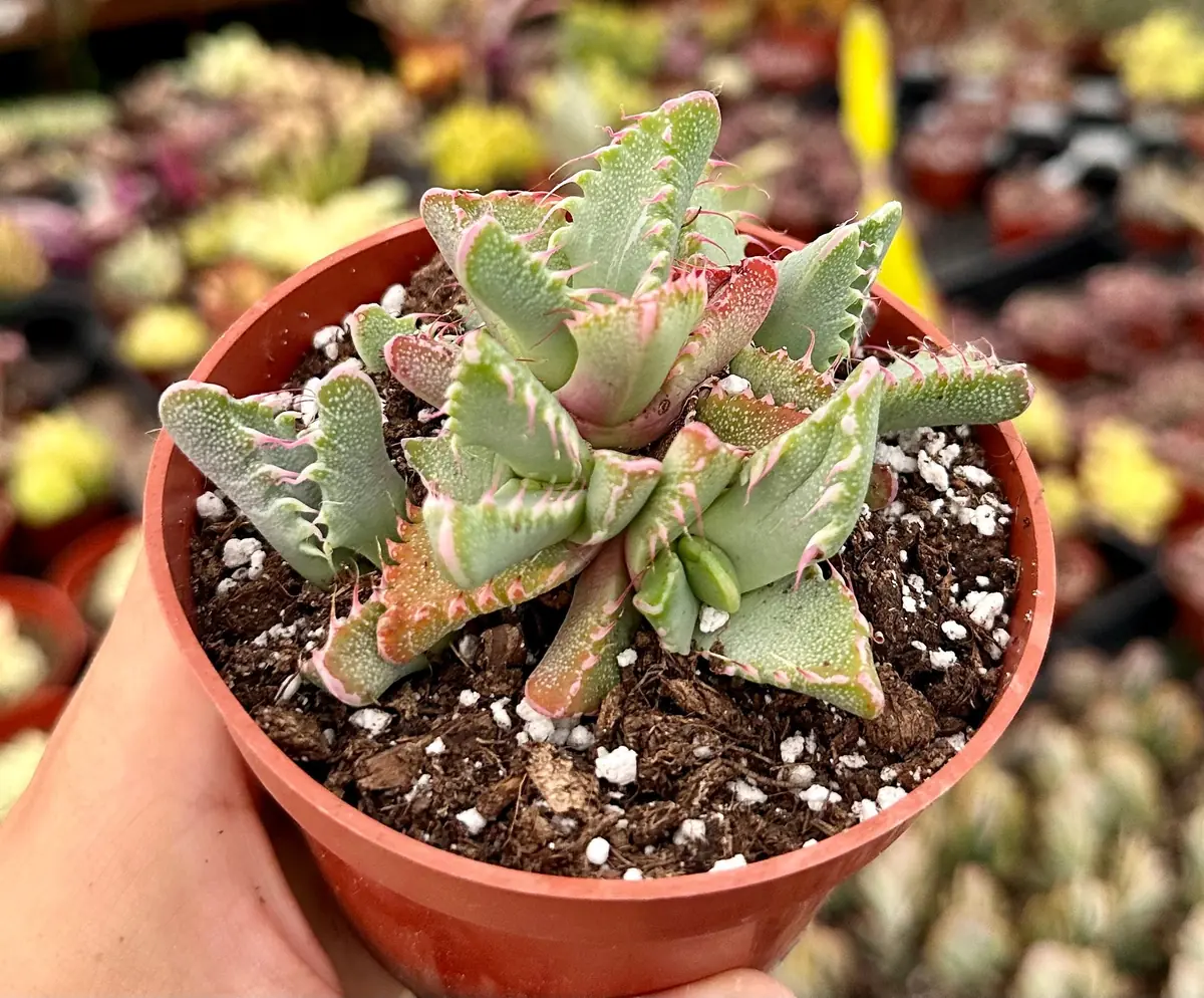 Tiger Jaw Succulent Live Plant - Faucaria Tigrina - 2 inch or 4 inch Pot - Image 5