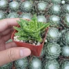 Tiger Tooth Aloe Succulent Plant - Live Aloe Juvenna - Image 1
