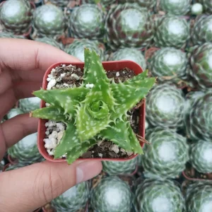 Tiger Tooth Aloe Succulent Plant - Live Aloe Juvenna - Image 2