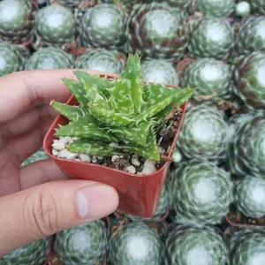Tiger Tooth Aloe Succulent Plant - Live Aloe Juvenna - Image 1