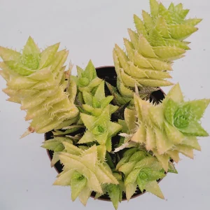 Tiger Tooth Aloe Succulent Plant - Live Aloe Juvenna - Image 4