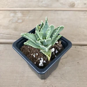 Tiger's Jaw Succulent (Faucaria tigrina) – 2.5 inch Potted Live Plant – Indoor/Outdoor - Image 2