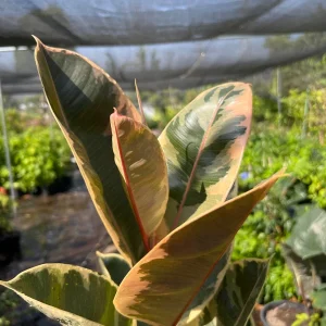 Tineke Rubber Plant – Live Ficus Elastica Variegata – 3ft Tall in 6in Pot – Indoor Houseplant - Image 1