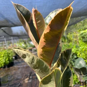 Tineke Rubber Plant – Live Ficus Elastica Variegata – 3ft Tall in 6in Pot – Indoor Houseplant - Image 2