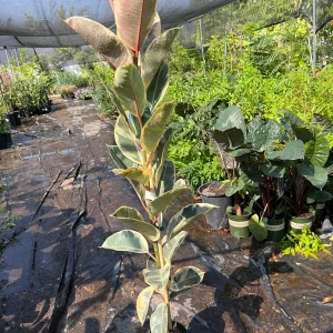 Tineke Rubber Plant – Live Ficus Elastica Variegata – 3ft Tall in 6in Pot – Indoor Houseplant - Image 3