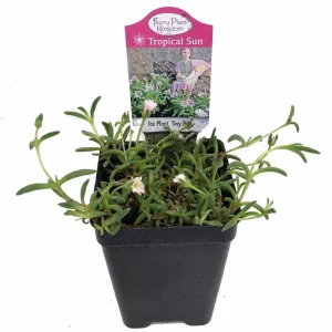 Tiny Pink Ice Plant Live Plant - Delosperma Beaufort West - 2.5