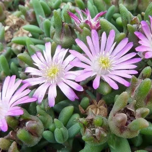 Tiny Pink Ice Plant Live Plant - Delosperma Beaufort West - 2.5