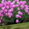 Tiny Rubies Dianthus Live Plant – Fragrant Groundcover – 2.5 inch Pot – Outdoor - Image 1