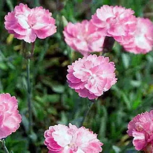 Tiny Rubies Dianthus Live Plant – Fragrant Groundcover – 2.5 inch Pot – Outdoor - Image 3