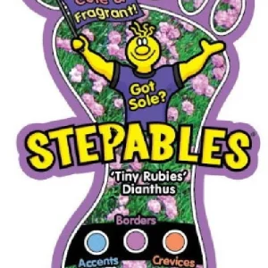 Tiny Rubies Dianthus Live Plant – Fragrant Groundcover – 2.5 inch Pot – Outdoor - Image 6