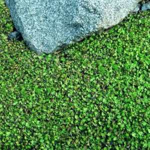 Tiny Tim Fairy Fern Live Plant - Leptinella - 2.5" Pot - Terrarium & Fairy Garden Houseplant - Image 1