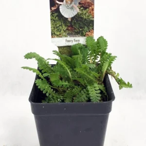Tiny Tim Fairy Fern Live Plant - Leptinella - 2.5