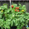Tiny Tim Micro Dwarf Tomato Seeds - 20 Seeds - Red Tomatoes for Patio & Small Gardens - Image 1
