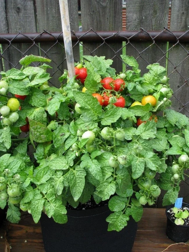 Tiny Tim Micro Dwarf Tomato Seeds - 20 Seeds - Red Tomatoes for Patio & Small Gardens - Image 1