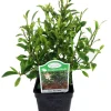 Tiny Weeping Fig Ficus Live Plant – 2.5 Inch Pot – Indoor Houseplant or Bonsai - Image 1