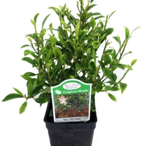 Tiny Weeping Fig Ficus Live Plant – 2.5 Inch Pot – Indoor Houseplant or Bonsai - Image 1