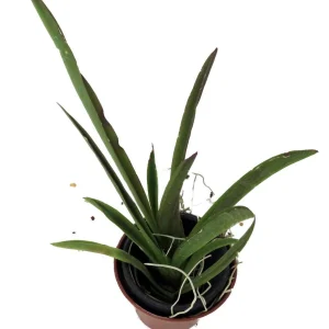 Tolumnia Tiny Dancer Miniature Orchid Live Plant - 2 inch Pot - Houseplant - Image 2