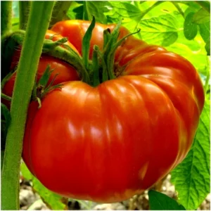 Tomato Seeds - 30 Organic Heirloom Red XL Beefsteak - Pasta Sauce & Salsa - Image 1