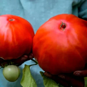 Tomato Seeds - 30 Organic Heirloom Red XL Beefsteak - Pasta Sauce & Salsa - Image 6