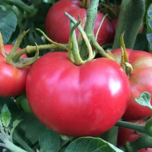 Tomato Seeds Bradley Pink - 100 Seeds - Pink Slicer Tomato for Outdoor Gardens - Image 1