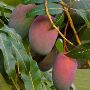 Tommy Mango Live Tree - 8-12