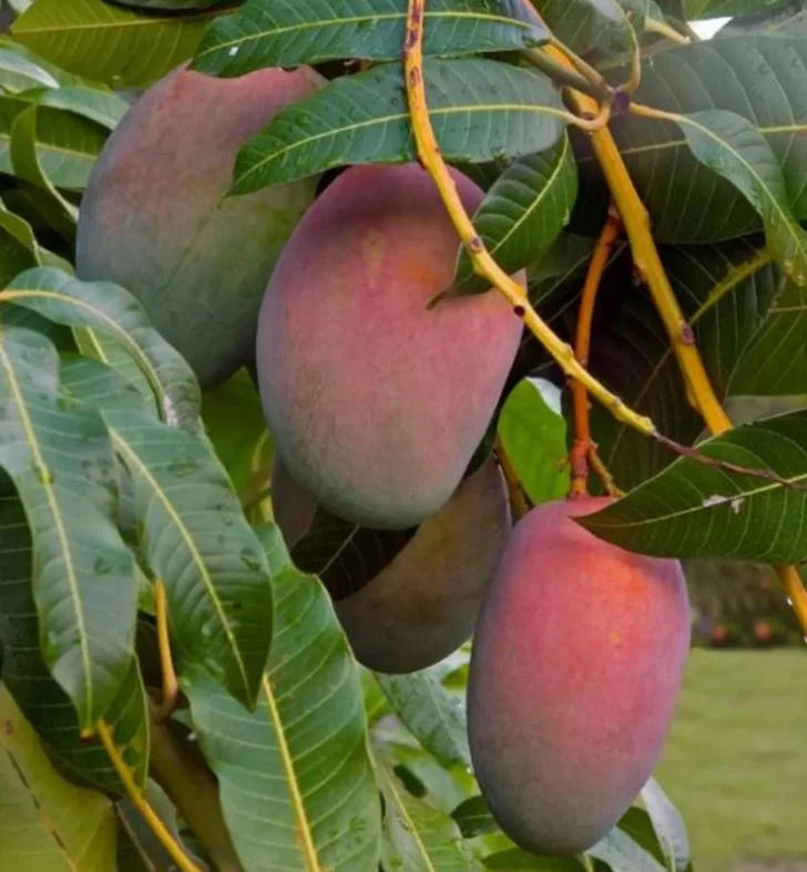 Tommy Mango Live Tree - 8-12" Tall Mangifera indica - Sweet Yellow Tropical Fruit Tree for Home Garden - Image 2