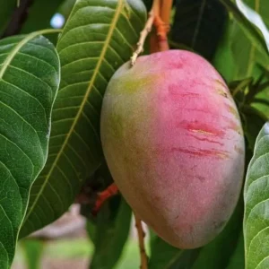 Tommy Mango Live Tree - 8-12